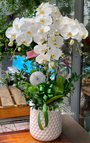 CHẬU 4 CÀNH HỒ ĐIỆP TRẮNG