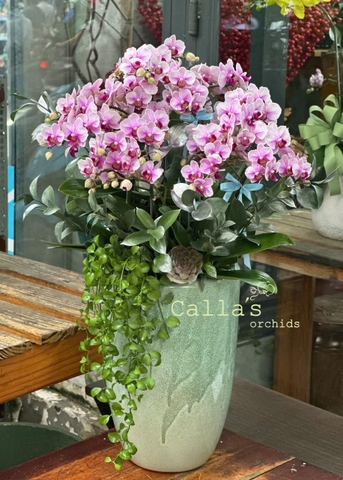 CHẬU HỒ ĐIỆP 10 CÀNH MINI HỒNG MIX TIỂU CẢNH