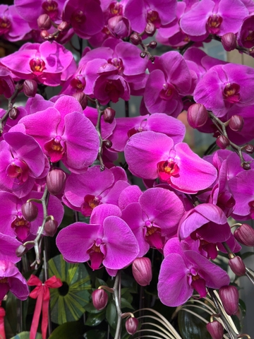 CHẬU 20 CÀNH HỒ ĐIỆP TÍM