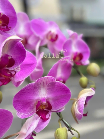 CHẬU LAN HỒ ĐIỆP 12 CÀNH HỒNG TRƠN