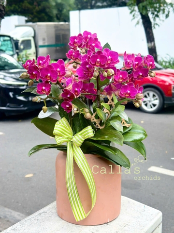 CHẬU HỒ ĐIỆP 3 GỐC 6 CÀNH MINI ĐỎ RƯỢU