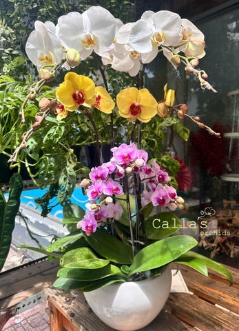 CHẬU LAN 5 CÀNH MIX
