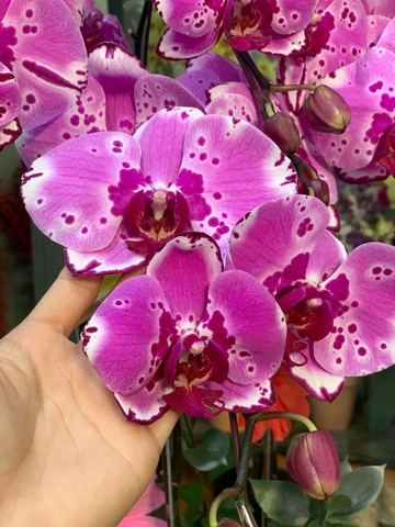 CHẬU HỒ ĐIỆP 5 CÀNH HỒNG ĐỘT BIẾN