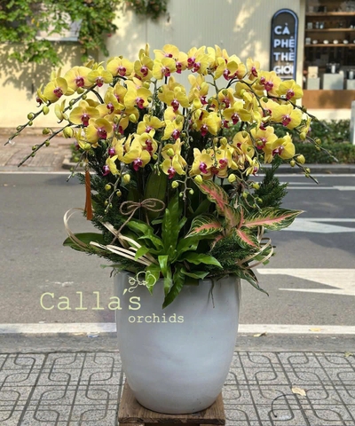 CHẬU LAN 20 CÀNH VÀNG MIX LÁ DECOR