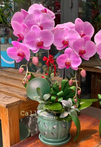 CHẬU 2 CÀNH HỒ ĐIỆP HỒNG