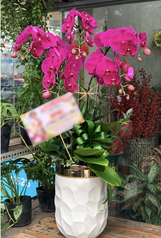 CHẬU 5 CÀNH HỒ ĐIỆP TÍM