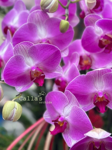 Chậu Lan Hồ Điệp Hồng Trơn 12 Cành