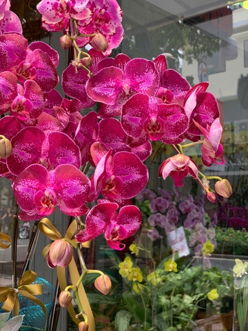 CHẬU 10 CÀNH HỒ ĐIỆP TÍM ĐỘT BIẾN MIX HỒNG ĐỘT BIẾN