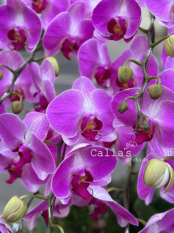 CHẬU LAN HỒ ĐIỆP 10 CÀNH HỒNG TRƠN