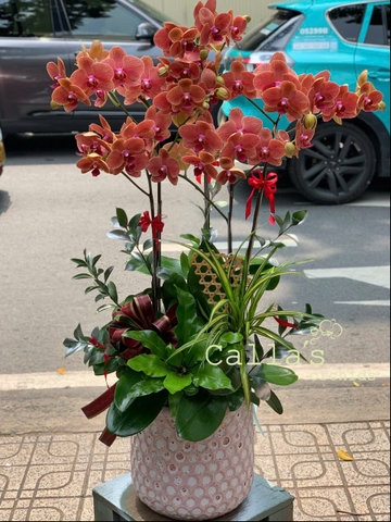 CHẬU 5 CÀNH CAM GÂN MIX TIỂU CẢNH