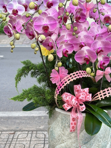 CHẬU LAN 15 CÀNH HỒNG GÂN