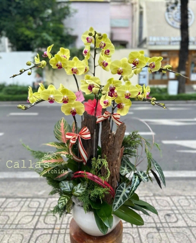 CHẬU LAN 6 CÀNH VÀNG MAI MIX TIỂU CẢNH