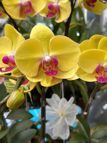 CHẬU LAN HỒ ĐIỆP 7 CÀNH VÀNG MAI