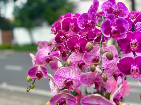 CHẬU LAN 10 CÀNH MIX HỒNG GÂN VÀ TÍM ĐỘT BIẾN