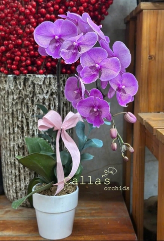 CHẬU HỒ ĐIỆP 1 CÀNH HỒNG GÂN