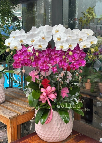 CHẬU LAN 8 CÀNH MIX TRẮNG VÀ TÍM ĐỘT BIẾN
