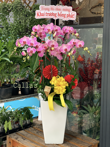 CHẬU HỒ ĐIỆP 8 CÀNH HỒNG GÂN