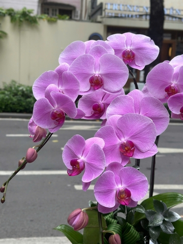 CHẬU 3 CÀNH HỒ ĐIỆP HỒNG
