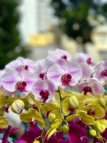 CHẬU HỒ ĐIỆP 15 CÀNH MIX TÍM ĐỘT BIẾN - VÀNG - TRẮNG LƯỠI ĐỎ
