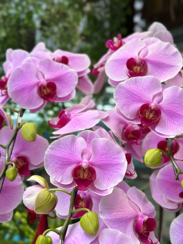 CHẬU HỒ ĐIỆP 9 CÀNH HỒNG TRƠN