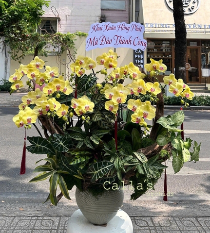 CHẬU LAN THIẾT KẾ - HỒ ĐIỆP VÀNG