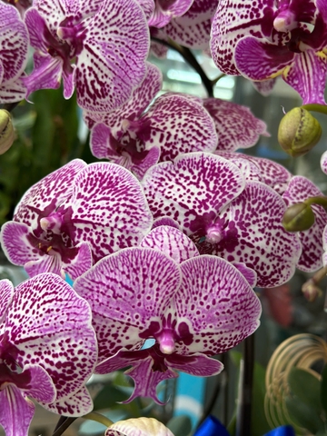 CHẬU LAN 5 CÀNH HỒNG ĐỘT BIẾN