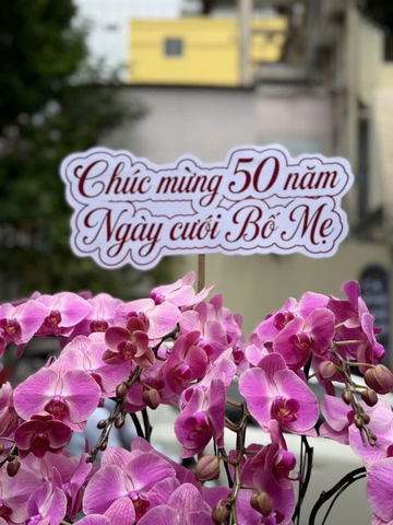 CHẬU LAN HỒ ĐIỆP 10 CÀNH HỒNG GÂN
