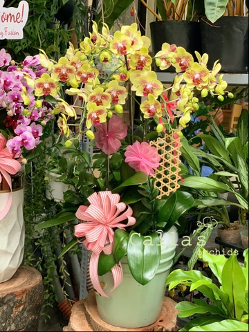 CHẬU HỒ ĐIỆP 5 CÀNH VÀNG ĐỘT BIẾN