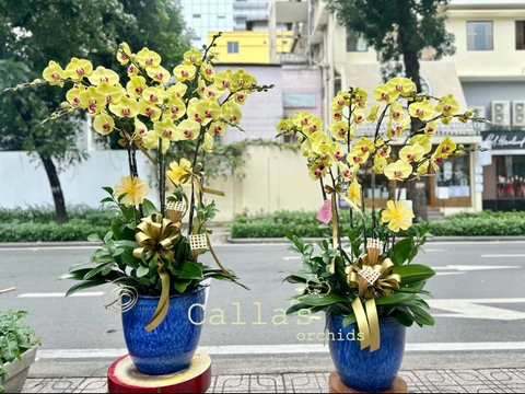 CHẬU LAN HỒ ĐIỆP 7 VÀNG MAI