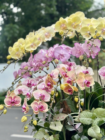 CHẬU LAN HỒ ĐIỆP 15 CÀNH MIX TIỂU CẢNH
