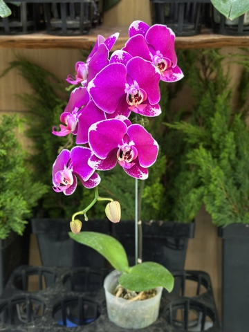 LAN HỒ ĐIỆP TÍM ĐỘT BIẾN