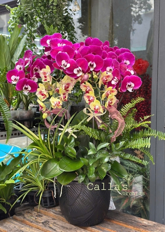 CHẬU HỒ ĐIỆP 6 CÀNH TÍM VÀ VÀNG ĐỘT BIẾN MIX TIỂU CẢNH