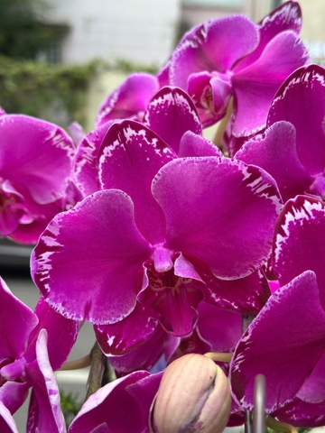 CHẬU LAN 5 CÀNH TÍM ĐỘT BIẾN