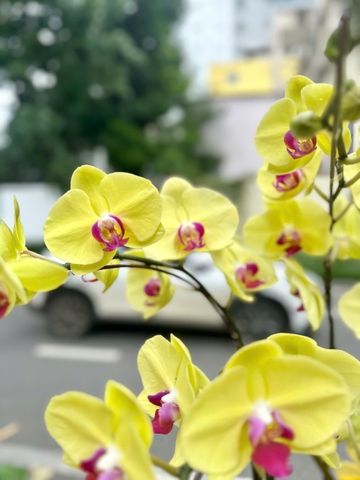 CHẬU LAN HỒ ĐIỆP 7 VÀNG MAI