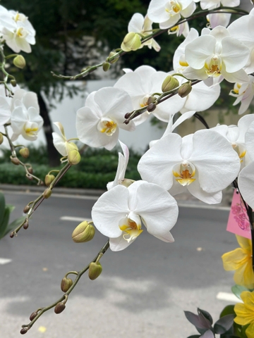 CHẬU LAN 10 CÀNH TRẮNG LƯỠI VÀNG