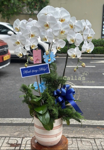 CHẬU LAN HỒ ĐIỆP 3 CÀNH TRẮNG LƯỠI VÀNG