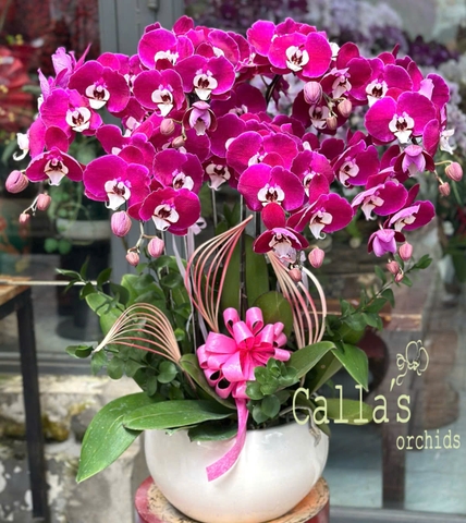 CHẬU 7 CÀNH HỒ ĐIỆP TÍM