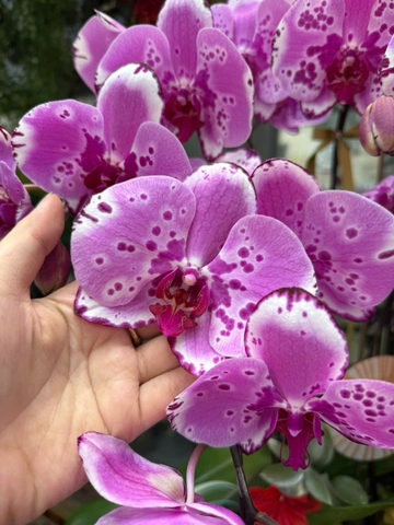 CHẬU HỒ ĐIỆP 9 CÀNH HỒNG ĐỘT BIẾN
