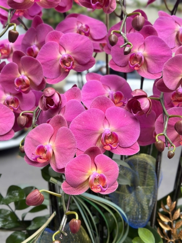 CHẬU LAN 12 CÀNH HỒNG TRƠN