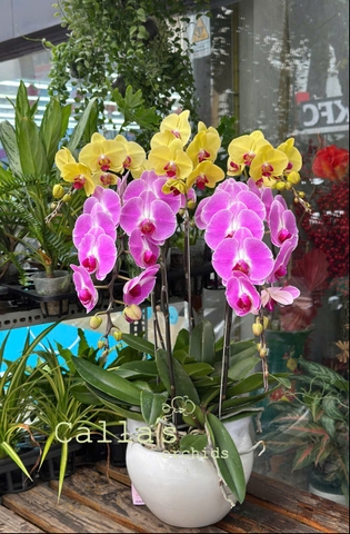 CHẬU HỒ ĐIỆP 5 CÀNH HỒNG TRƠN MIX VÀNG MAI