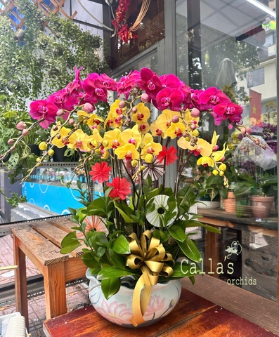 CHẬU LAN 12 CÀNH MIX TÍM VÀNG