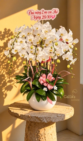 CHẬU LAN HỒ ĐIỆP CHÚC MỪNG 20/10