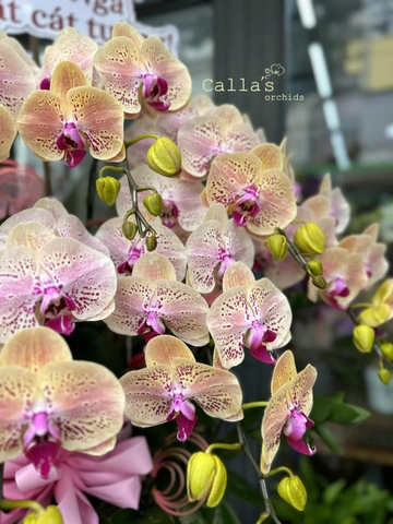 CHẬU LAN HỒ ĐIỆP 9 CÀNH VÀNG ĐỘT BIẾN