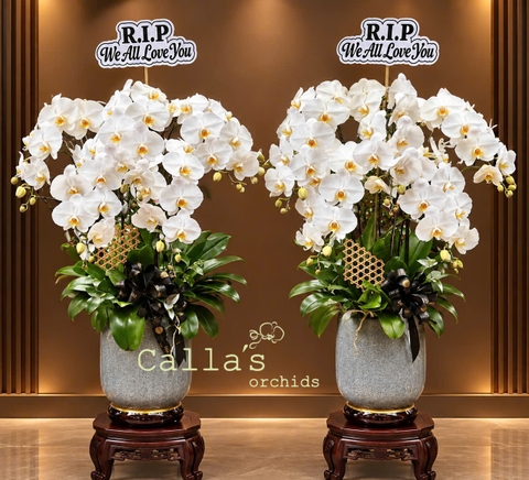 CHẬU LAN VIẾNG 5 CÀNH TRẮNG