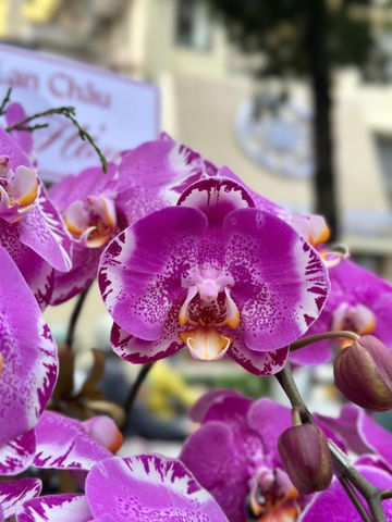 CHẬU LAN HỒ ĐIỆP 7 CÀNH HỒNG ĐỘT BIẾN
