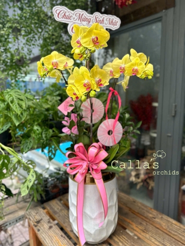 CHẬU 4 CÀNH HỒ ĐIỆP VÀNG MAI