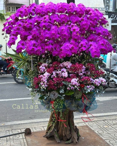 LŨA GỖ 68 CÀNH LAN HỒ ĐIỆP MIX TIỂU CẢNH