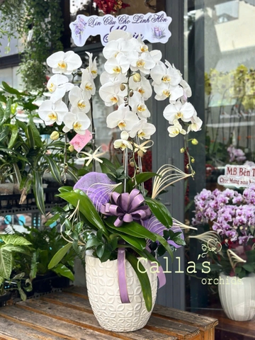 CHẬU LAN VIẾNG 4 CÀNH TRẮNG