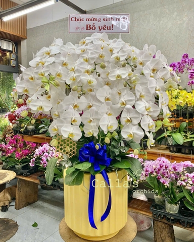 CHẬU HỒ ĐIỆP 12 CÀNH TRẮNG LƯỠI VÀNG