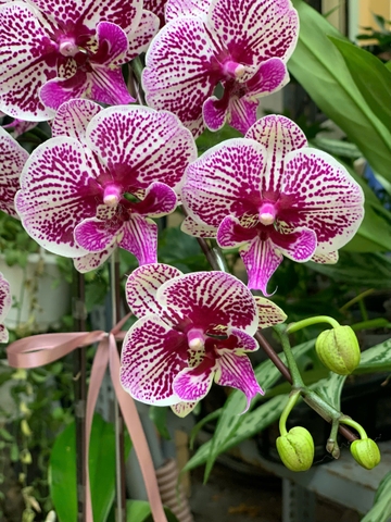 CHẬU 2 CÀNH HỒ ĐIỆP HỒNG GÂN